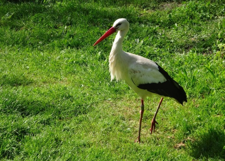 Parc ornithologique Les Oiseaux du Marais Poitevin- 2