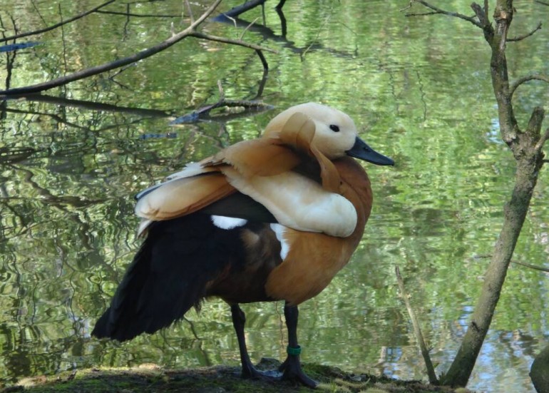 Parc ornithologique Les Oiseaux du Marais Poitevin- 3