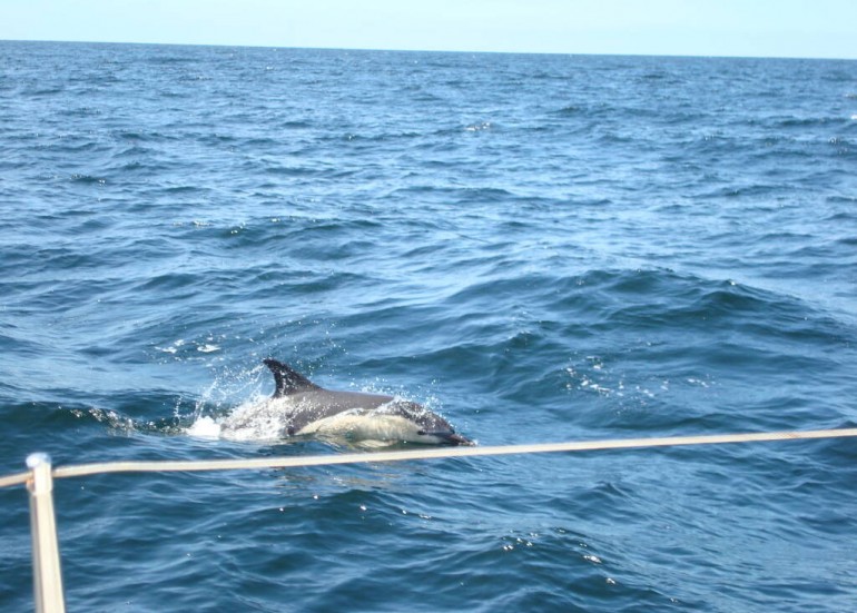 Dauphins - La Voile pour Tous