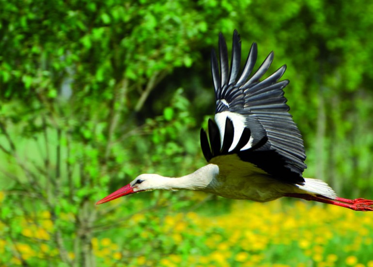 Cigogne blanche